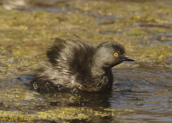 Least Grebe shrug preening--2543