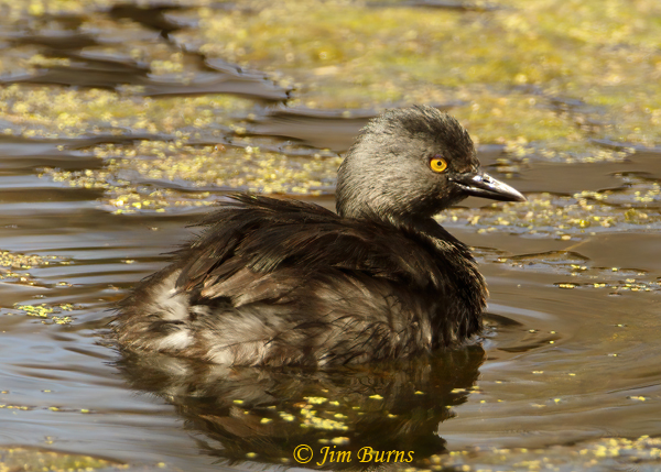 Least Grebe breeding plumage--2584