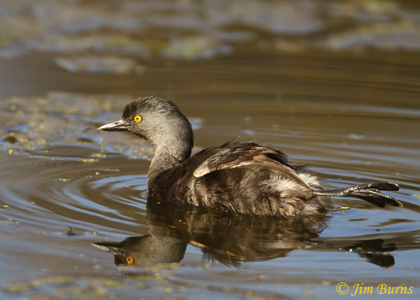 Least Grebe paddle--2628