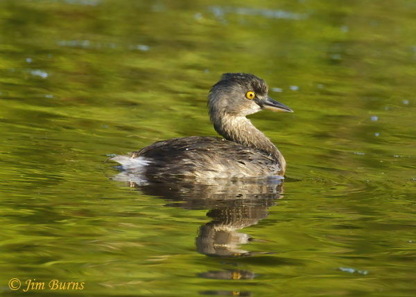Least Grebe juvenile--4058