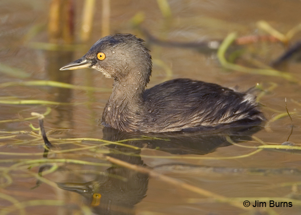 Least Grebe winter plumage