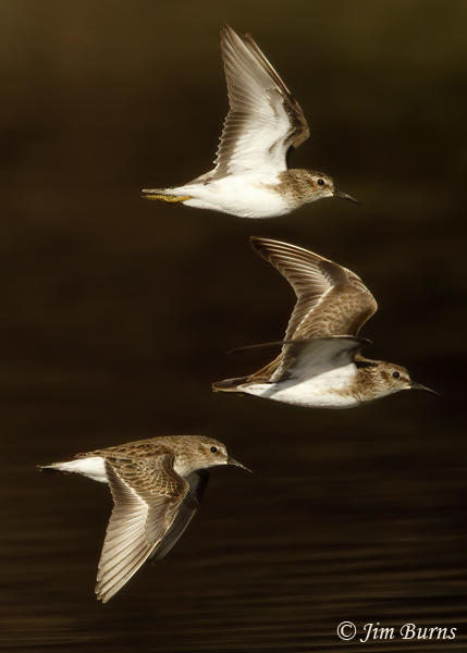 Least Sandpiper stack--7320-#2