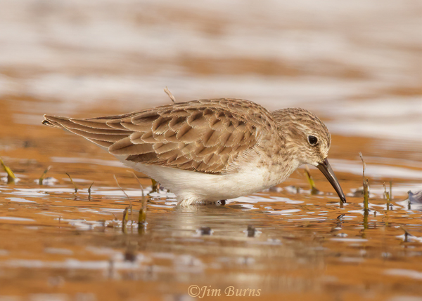 Least Sandpiper foraging in river--3510