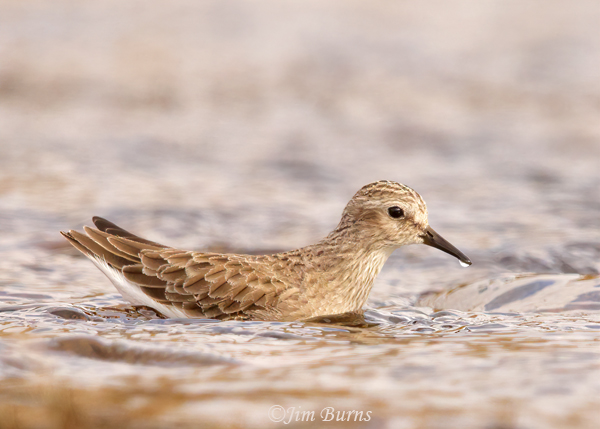 Least Sandpiper swimming--3754