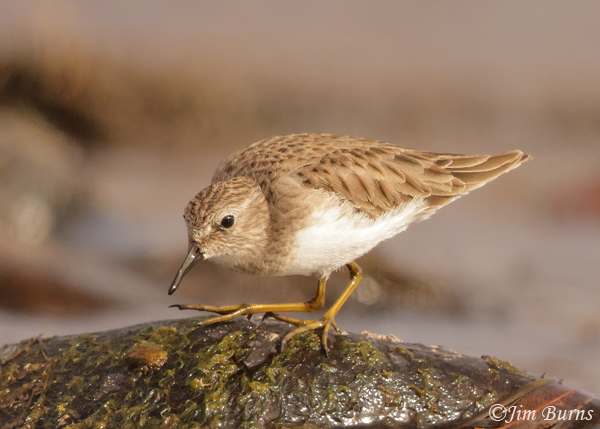 Least Sandpiper walking on rocks--3825