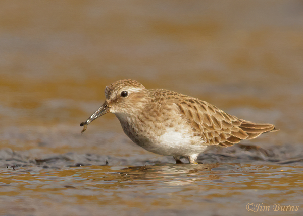 Least Sandpiper with amphipod--4064