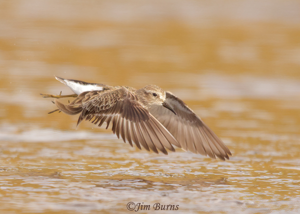 Least Sandpiper in flight--4116