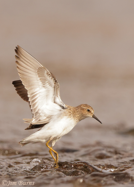 Least Sandpiper walking on water--4317
