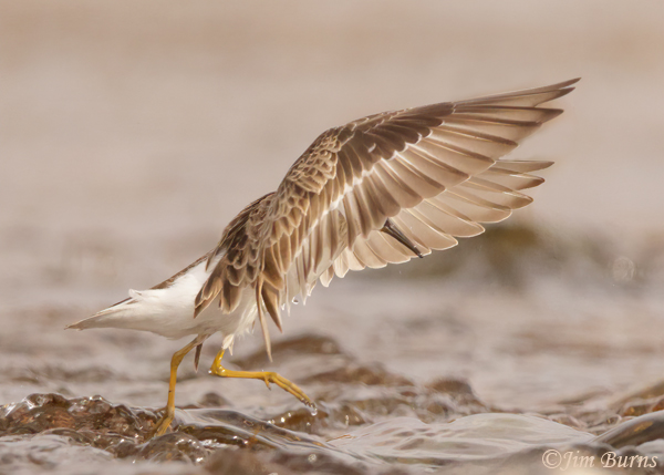 Least Sandpiper balancing on rocks--4319