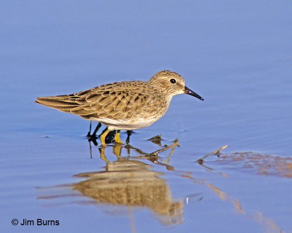 Least Sandpiper winter