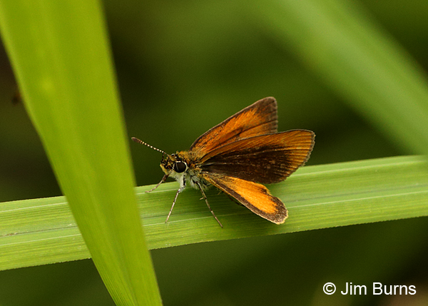 Least Skipper, Arkansas