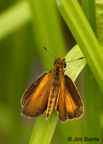 Least Skipper dorsal view, upperwings, Arkansas.