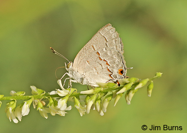 Leda Ministreak, Arizona