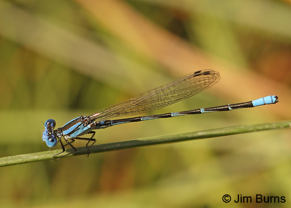 Leonora's Dancer male, Real Co., TX, August 2013
