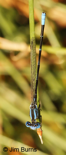 Leonora's Dancer male dorsal view, Real Co., TX, August 2013