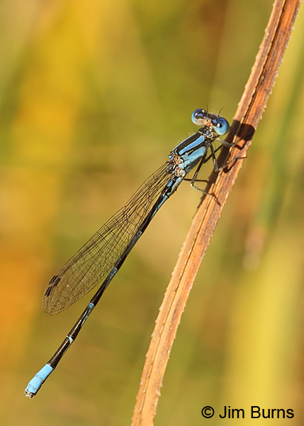 Leonora's Dancer male dorsolateral view, Real Co., TX, August 2013