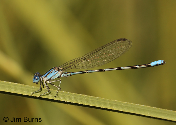 Leonora's Dancer male lateral view, Real Co., TX, August 2013