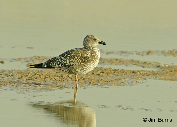 Lesser Black-backed Gull 1st winter