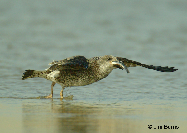Lesser Black-backed Gull 1st winter taking off with fish