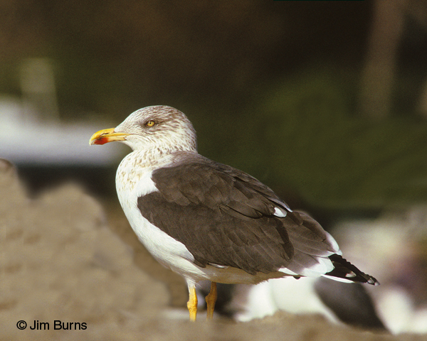 Lesser Black-backed Gull adult winter