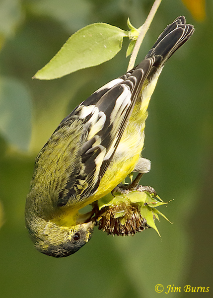 A male Lesser Goldfinch coming out of breeding plumage feeds at the Sunflowers in the Demonstration Garden.