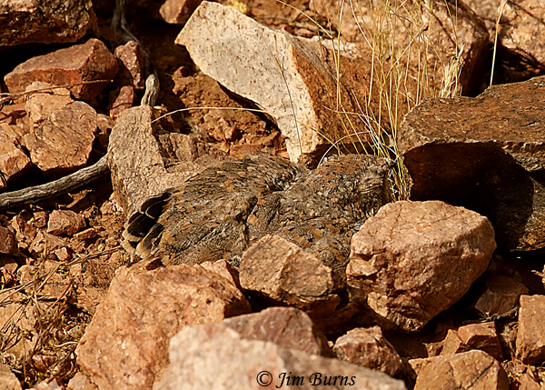 Lesser Nighthawk fledgling camouflage--3141