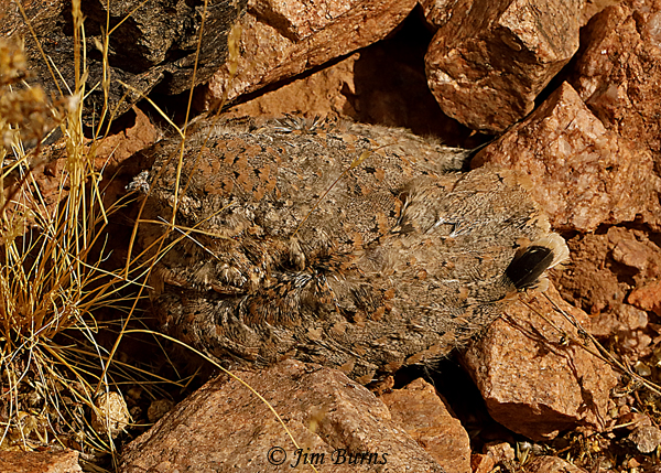 Lesser Nighthawk fledgling camouflage #2--3178