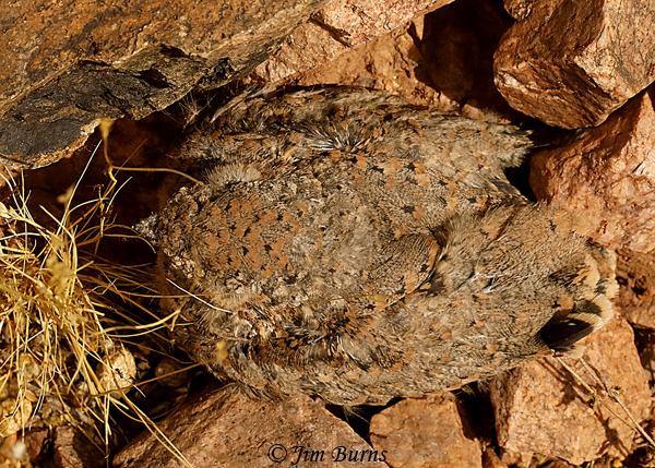 Lesser Nighthawk fledgling camouflage #3--3183