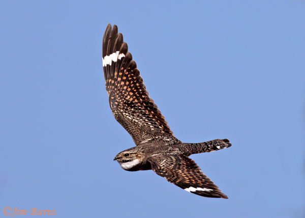 Lesser Night male in flight, dorsal wings--6875