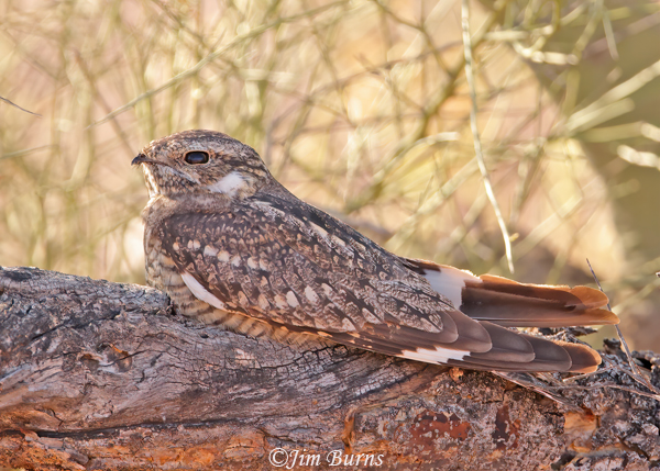 Lesser Nighthawk, late date May 27--2999
