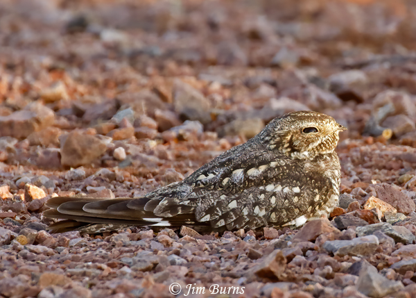 Lesser Nighthawk, March 14, sunup, 42 degrees--4862
