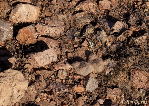 Lesser Nighthawk recently hatched babies camouflaged in rocky nest --7001