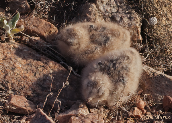 Lesser Nighthawk hatchlings in nest close-up--7010