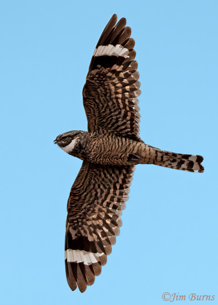 Lesser Nighthawk male in flight calling, close-up--7272