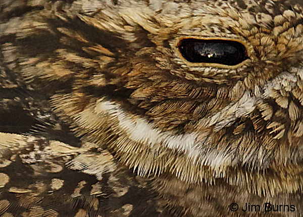 Lesser Nighthawk, reflections of sunrise 7114