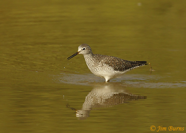Lesser Yellowlegs calling--9391