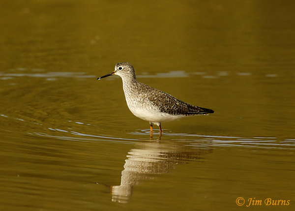Lesser Yellowlegs, November in Arizona--9395