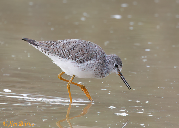 Lesser Yellowlegs non-breeding--0469