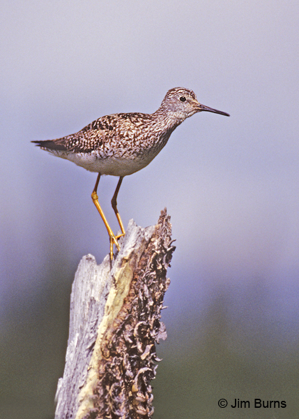 Lesser Yellowlegs breeding