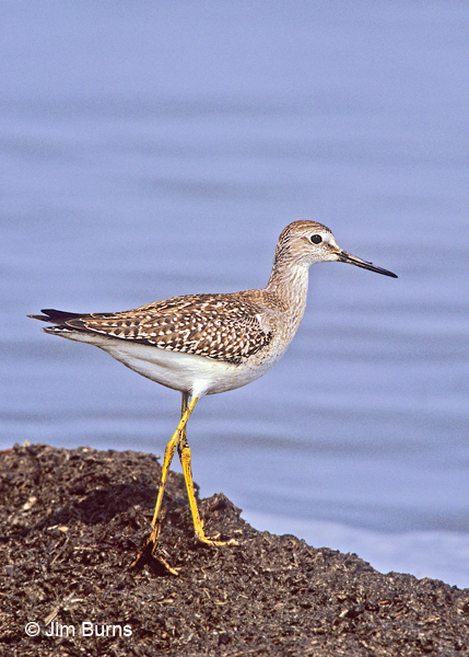 Lesser Yellowlegs juvenile