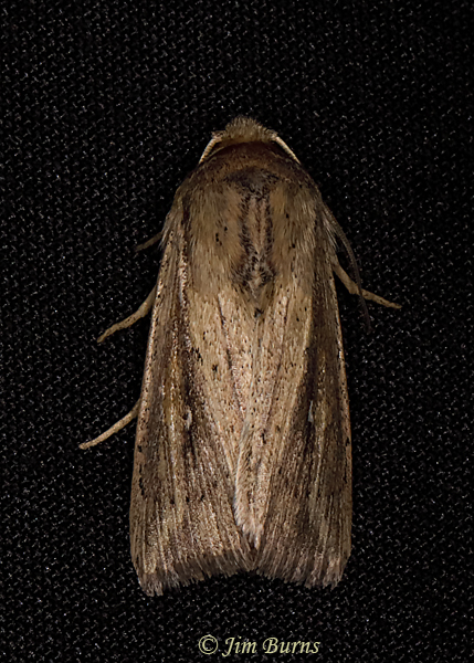 Leucania imperfecta, Arizona--1392