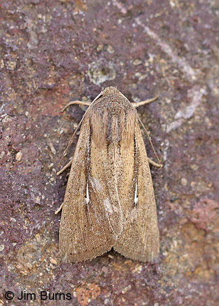 Leucania imperfecta, Arizona