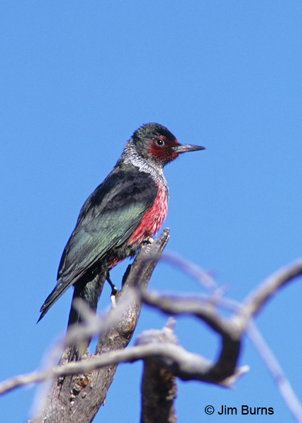 Lewis's Woodpecker adult on snag