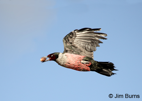Lewis's Woodpecker flight with nictitating membrane closed