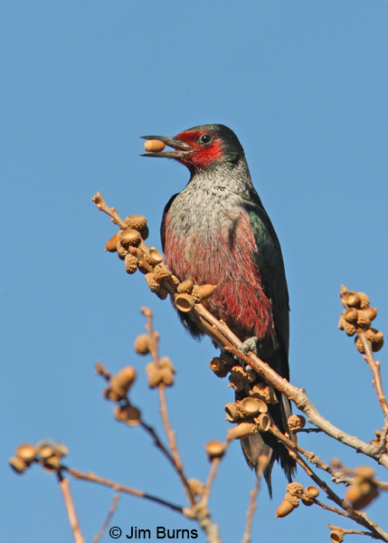 Lewis's Woodpecker with acorn