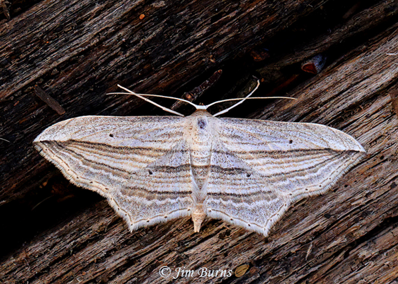 Arcobara multilineata