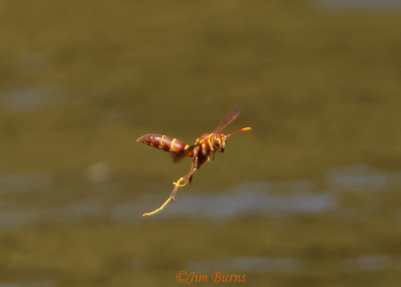 Arizona Paper Wasp