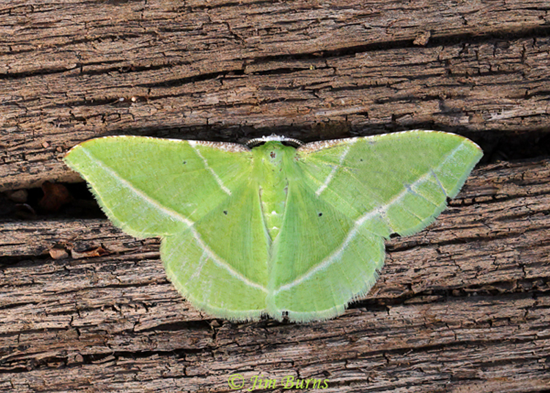 Dichorda consequaria