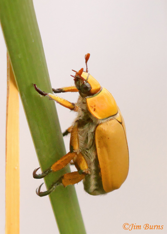 Goldsmith Beetle (Cotalpa lanigera)