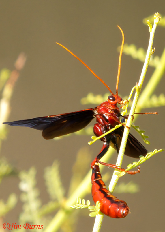 Ichneumon Wasp (Ophion species), male, Boyce Thompson Arboretum, Arizona--8052